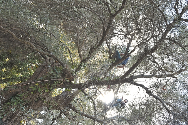 Ελαιόλαδο με συνταγή γιατρού