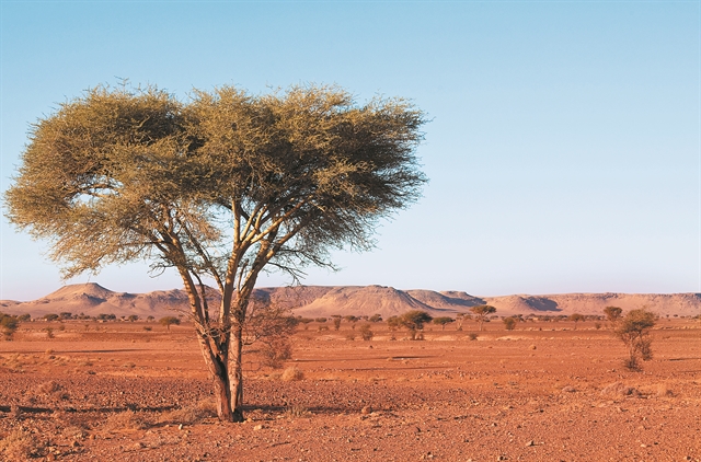 Τεχνητή νοημοσύνη για καταμέτρηση δέντρων στη Σαχάρα