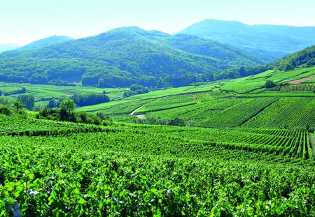 Η ανάπτυξη του ελληνικού terroιr