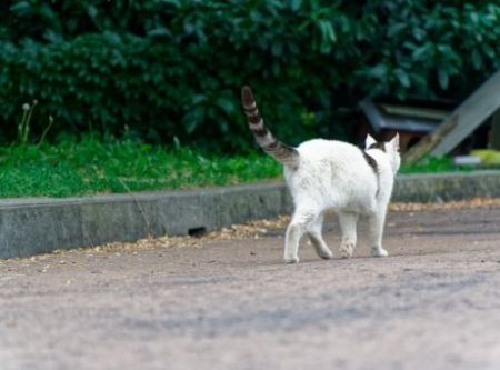 Η ιστορία μιας γάτας