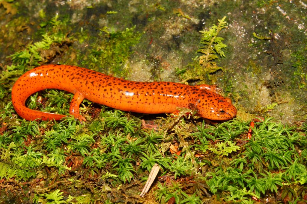 Η ξεχωριστή σαλαμάνδρα του νησιού