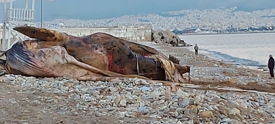 Ινστιτούτο Θαλάσσιας Προστασίας : Πώς ξεβράστηκε στον Πειραιά η φάλαινα