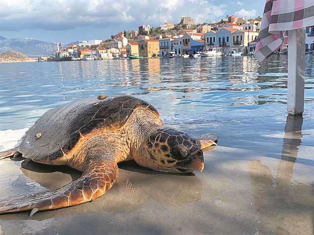 Αγωνία για την τύχη μιας τραυματισμένης θαλάσσιας χελώνας