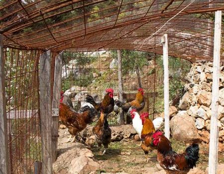 Κορωπί : Έκλεψαν 165 χιλιάδες ευρώ που είχαν κρύψει σε κοτέτσι