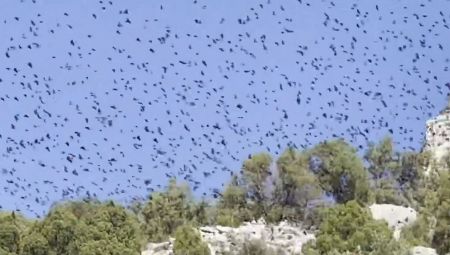 «Σκέπασε» τον Κορινθιακό για 5 λεπτά σμήνος πουλιών!