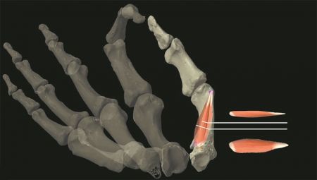 Ο πολιτισμός βασίστηκε στον αντίχειρα
