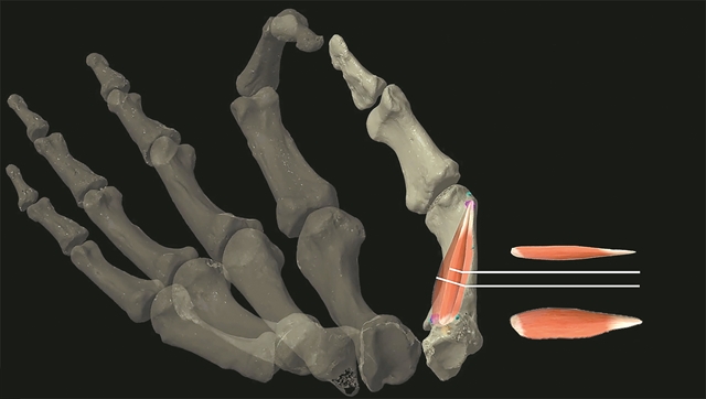 Ο πολιτισμός βασίστηκε στον αντίχειρα