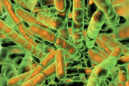 Πώς επηρεάζουν τα μικρόβια του εντέρου την ανοσία απέναντι στον κορωνοϊό