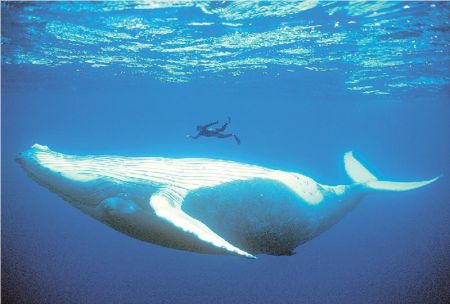 Το «Ταξίδι της φάλαινας» σε online προβολές