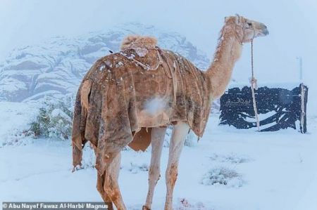 Χιόνισε στη Σαχάρα – Στους μείον 2 βαθμούς η θερμοκρασία στη Σαουδική Αραβία [εικόνες]