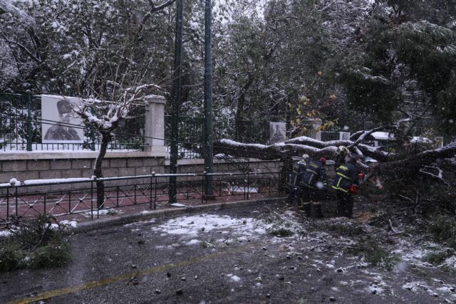 Κακοκαιρία «Μήδεια»: Εκατοντάδες κλήσεις στην Πυροσβεστική για κοπές δένδρων στην Αττική