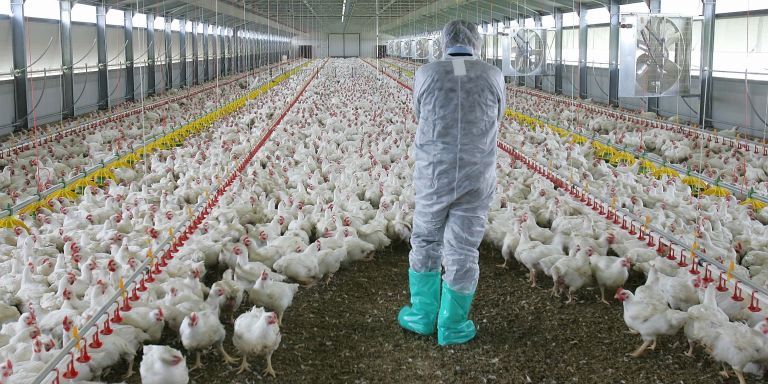 Ρωσία: Καταγράφηκε το πρώτο περιστατικό ανθρώπινης μόλυνσης με την γρίπη των πτηνών AH5N8 | tovima.gr