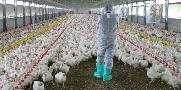 Ρωσία: Καταγράφηκε το πρώτο περιστατικό ανθρώπινης μόλυνσης με την γρίπη των πτηνών AH5N8