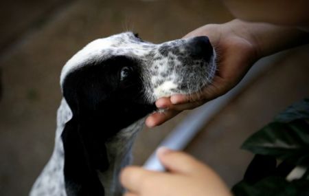 Τι προβλέπει το νομοσχέδιο για τα ζώα συντροφιάς
