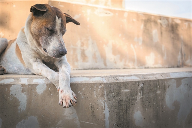 Συνεχής προσφορά σε παιδιά και ζώα