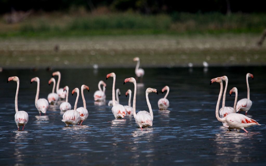 Πυρά αντιπολίτευσης και οργανώσεων για τις ιδιωτικές επενδύσεις σε περιοχές Natura