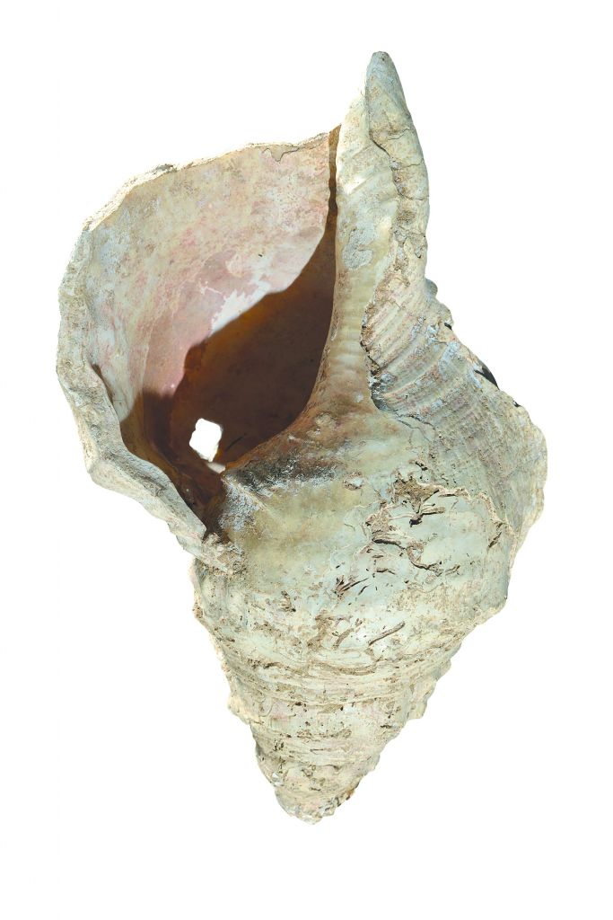 Μουσικό κοχύλι 18.000 ετών