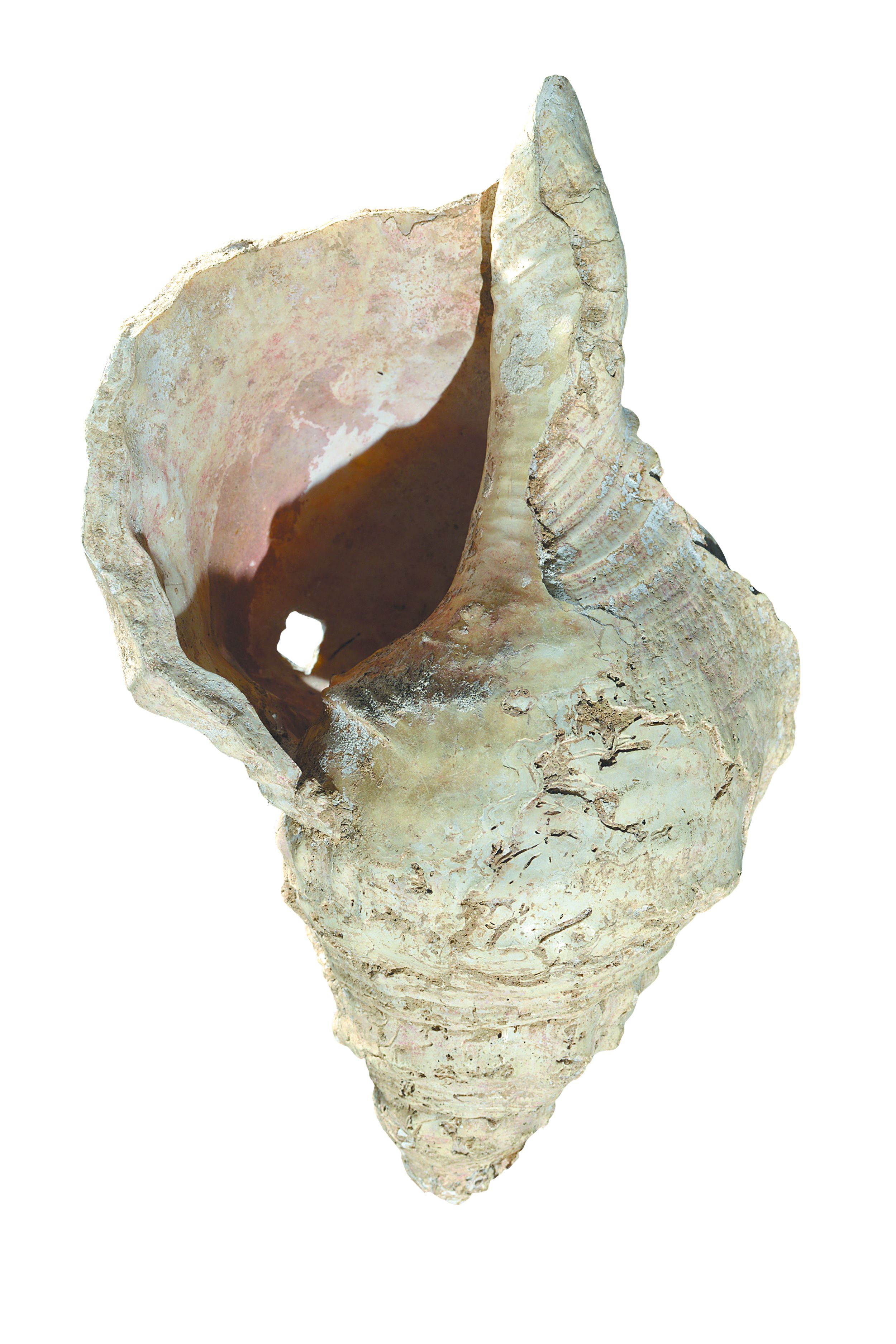 Μουσικό κοχύλι 18.000 ετών