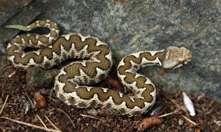 «Το δάγκωμα της οχιάς» : Έλληνας καθηγητής Βιολογίας καταρρίπτει μύθους για τα φίδια και τις «μαύρες χήρες»