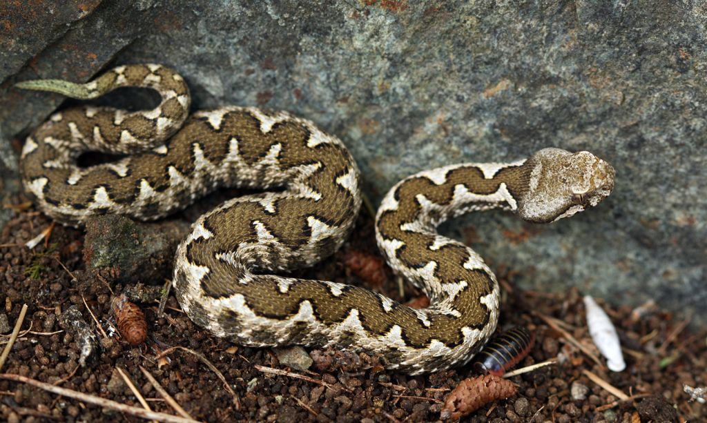 «Το δάγκωμα της οχιάς» : Έλληνας καθηγητής Βιολογίας καταρρίπτει μύθους για τα φίδια και τις «μαύρες χήρες»