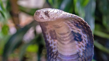 Διέφυγε τον κίνδυνο ο 30χρονος που τον δάγκωσε κόμπρα – «Αισθάνθηκα άτρωτος», είπε στους γιατρούς