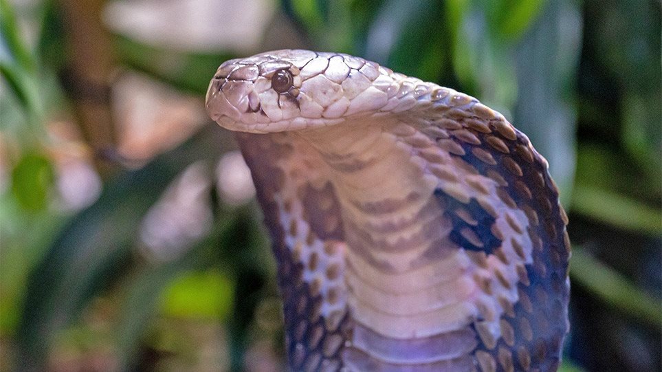 Διέφυγε τον κίνδυνο ο 30χρονος που τον δάγκωσε κόμπρα – «Αισθάνθηκα άτρωτος», είπε στους γιατρούς