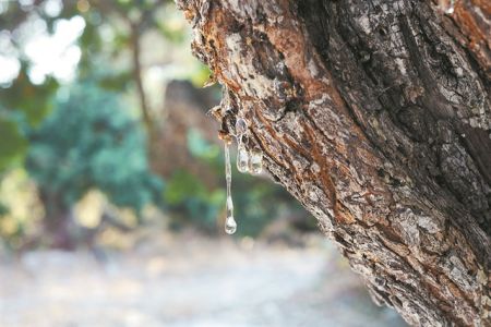 Μαστίχα: ένα ελπιδοφόρο φυσικό φάρμακο