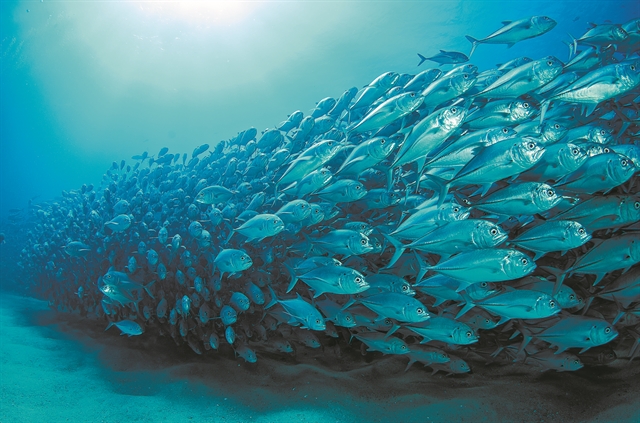Η ευκαιρία που έδωσε στα ψάρια ο κορωνοϊός