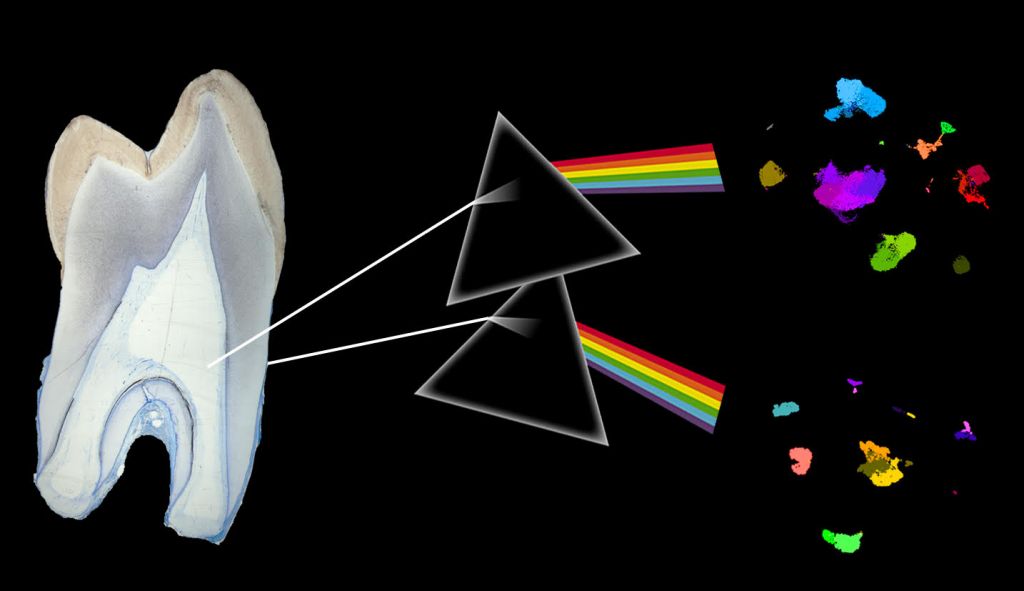 O πρώτος κυτταρικός άτλαντας των ανθρώπινων δοντιών