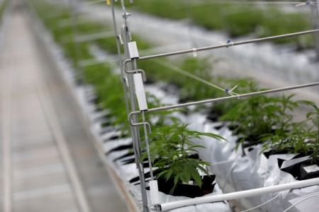 Κατατέθηκε στη Βουλή το ν/σ για τη φαρμακευτική κάνναβη