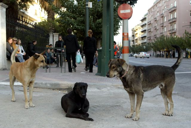 Σε δημόσια διαβούλευση το ν/σ για τα ζώα συντροφιάς – Οι καινοτομίες, οι ποινές | tovima.gr