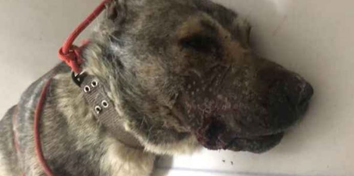 Κτηνωδία στο Πήλιο: Πυροβόλησαν εξ επαφής σκύλο στο στόμα