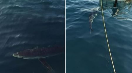 Καρχαρίες κάνουν βόλτες δίπλα σε ψαράδες σε Αμάρυνθο και Κινέτα – Δείτε φωτογραφίες