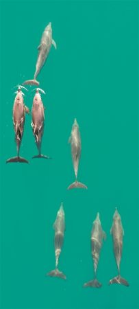 Στο φως τα κοινωνικά δίκτυα δελφινιών
