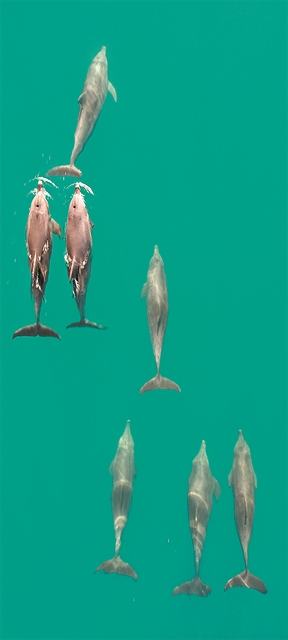 Στο φως τα κοινωνικά δίκτυα δελφινιών