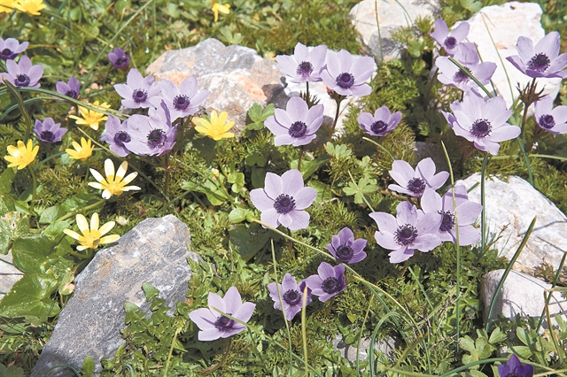 Τα βότανα με άλλο μάτι