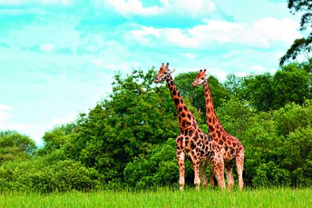 H άγρια φύση εκπέμπει SOS