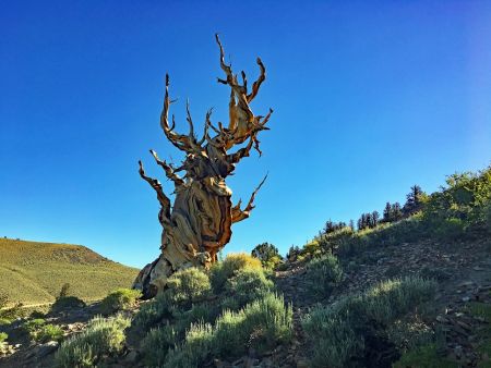 Το τέλος των δασών 