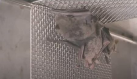 Κοροναϊός: Βίντεο με νυχτερίδες σε εργαστήριο της Ουχάν πυροδοτεί νέα σενάρια για την προέλευση του