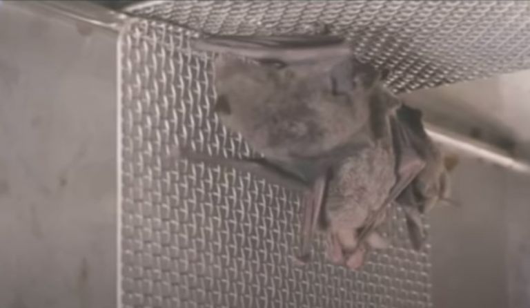 Κοροναϊός: Βίντεο με νυχτερίδες σε εργαστήριο της Ουχάν πυροδοτεί νέα σενάρια για την προέλευση του | tovima.gr