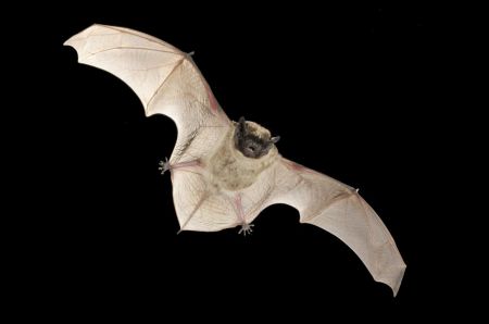 Κορωνοϊός συγγενικός με το MERS βρέθηκε σε νυχτερίδες στην Ελβετία