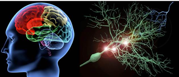 Κορωνοϊός: Οι βλάβες στον εγκέφαλο παραπέμπουν σε Αλτσχάιμερ και Πάρκινσον