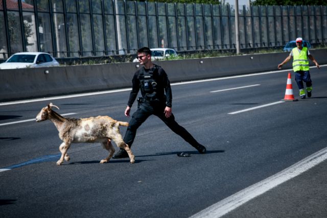 Κατσίκες και κότες «ξεχύθηκαν» στην Εθνική Οδό μετά από φωτιά σε φορτηγό | tovima.gr