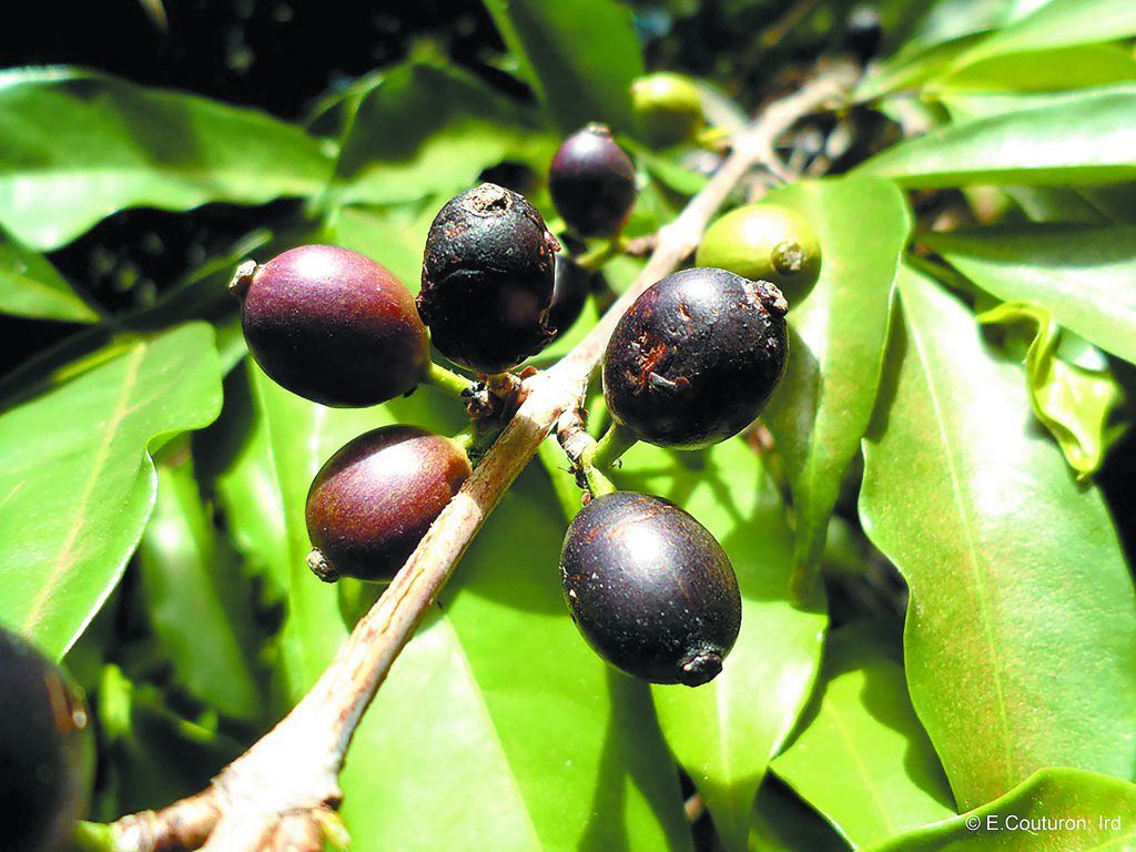 Ο καφές που «αντέχει» στην κλιματική αλλαγή