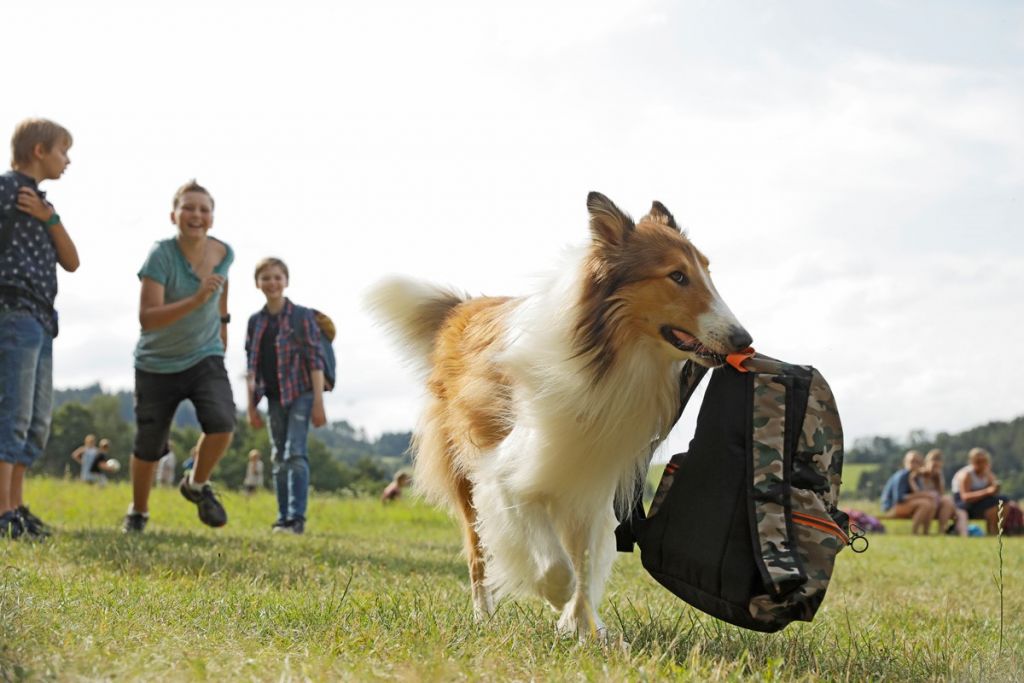Η επιστροφή της Λάσι