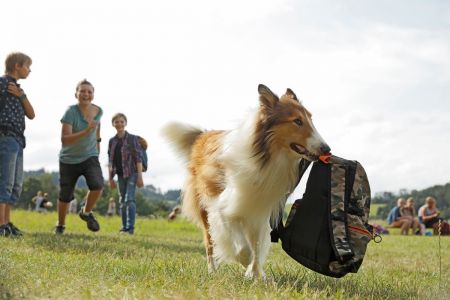 Η επιστροφή της Λάσι