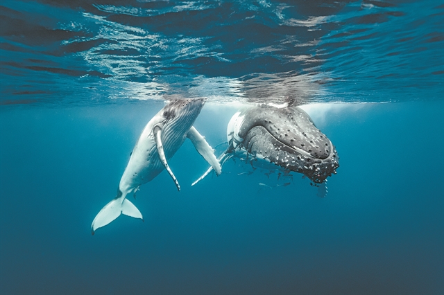 Ωκεάνια κακοφωνία