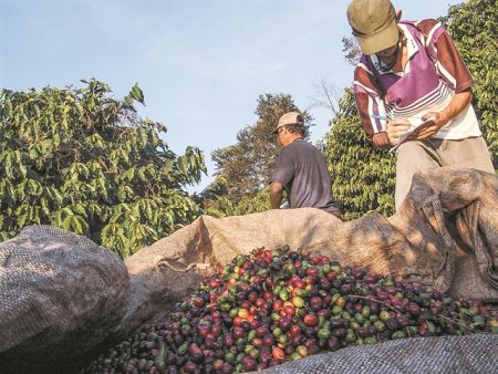Ο παγετός στη Βραζιλία εκτίναξε την τιμή του καφέ