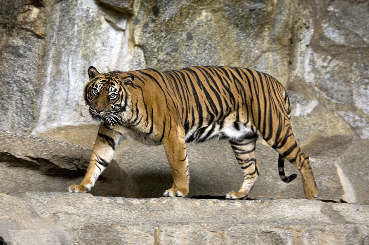 Ινδονησία – Δύο τίγρεις της Σουμάτρας προσβλήθηκαν από κορωνοϊό σε ζωολογικό κήπο