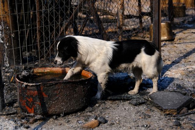 Φωτιά στη Βαρυμπόμπη – Kινητοποίηση στην περιοχή για τη διάσωση των ζώων – Πώς μπορούμε να βοηθήσουμε | tovima.gr